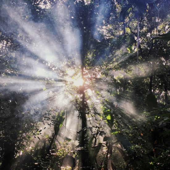 low angle photo of trees